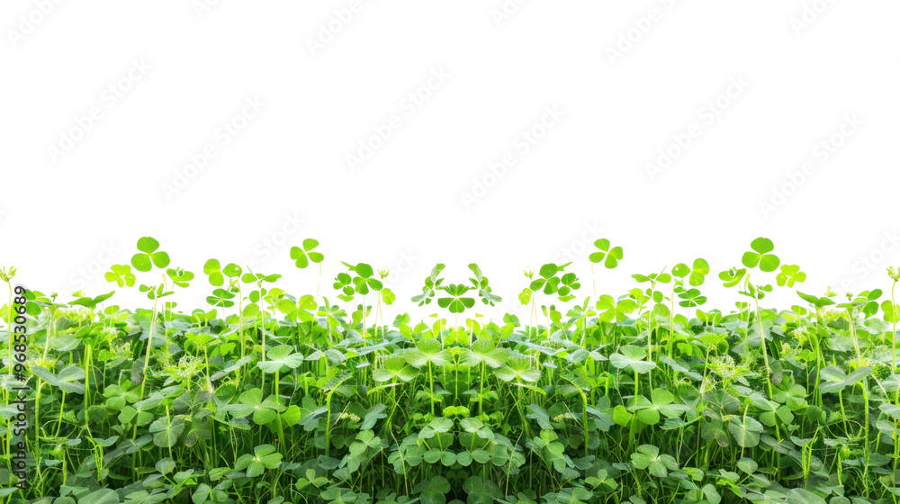 Green clover field on transparent background Green clover field on transparent background