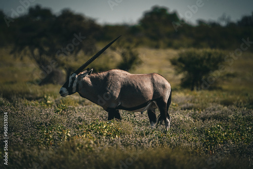  in the wild