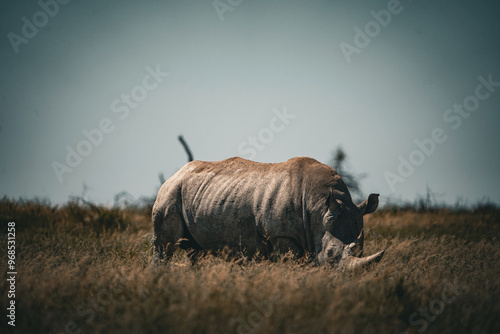 Nashorn in national park 