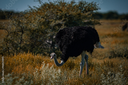 ostrich in the wild