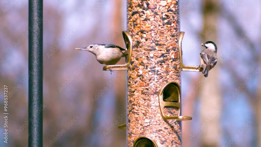 Two birds on a feeding pole or birdfeeder, jumping and gathering food and then flying away in slow motion during a day while the sun shines. Background is blurred cinematically while birds in focus. Two birds on a feeding pole or birdfeeder, jumping and gathering food and then flying away in slow motion during a day while the sun shines. Background is blurred cinematically while birds in focus.
