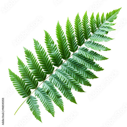 Fern leaf isolated on a white background with detailed texture and natural greenery