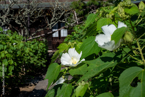 鎌倉2409 瑞泉寺5 芙蓉