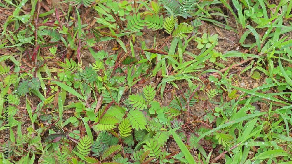 Touching sensitive plants or mimosa with branch. Touching sensitive plants or mimosa with branch.