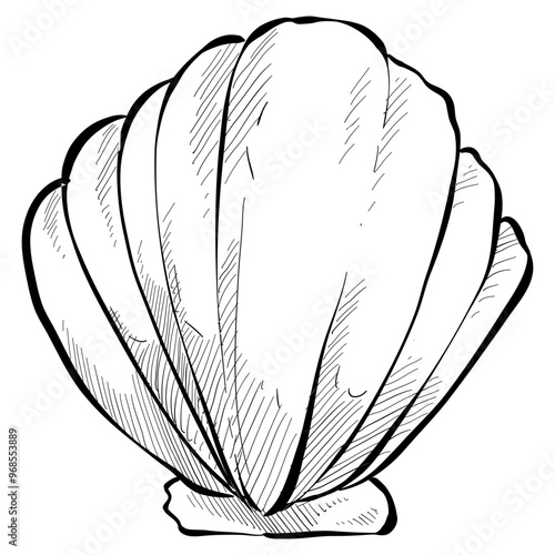 shells handdrawn illustration