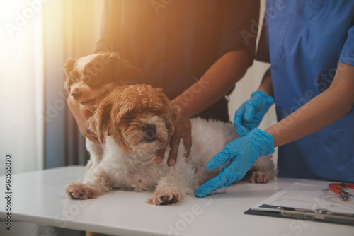 At a modern veterinary clinic, a Panshi Tzu puppy sits on an examination table. Meanwhile, a female veterinarian assesses the health of a healthy dog ​​being examined by a professional veterinarian. photo