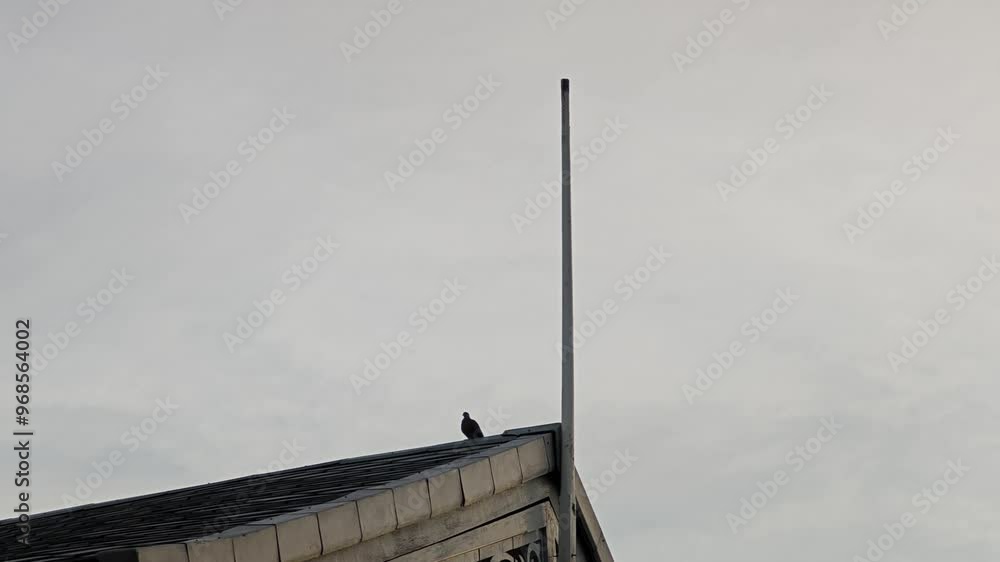 Pigeon bird walking on shed coop roof.