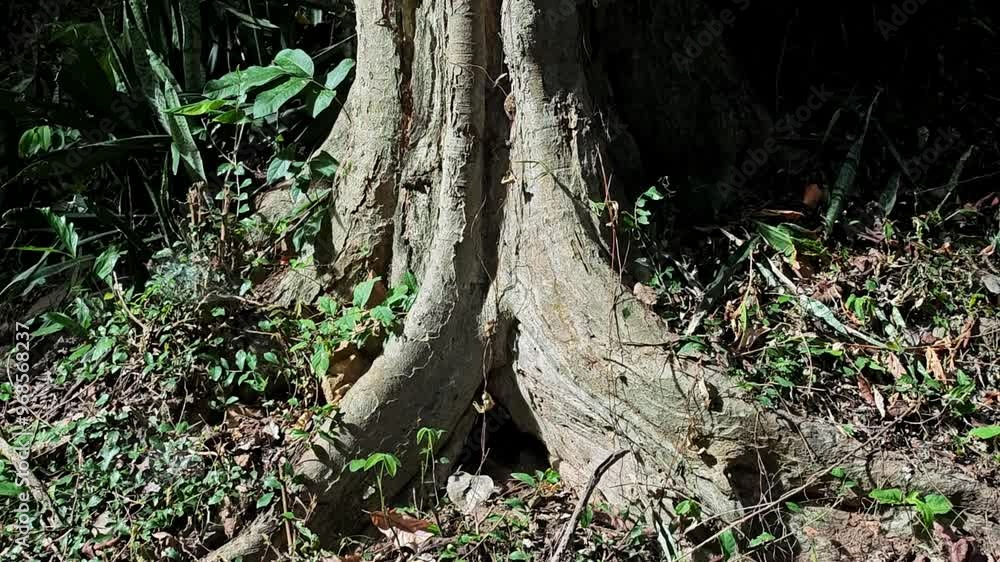 Big dark hole in tree trunk in forest.
