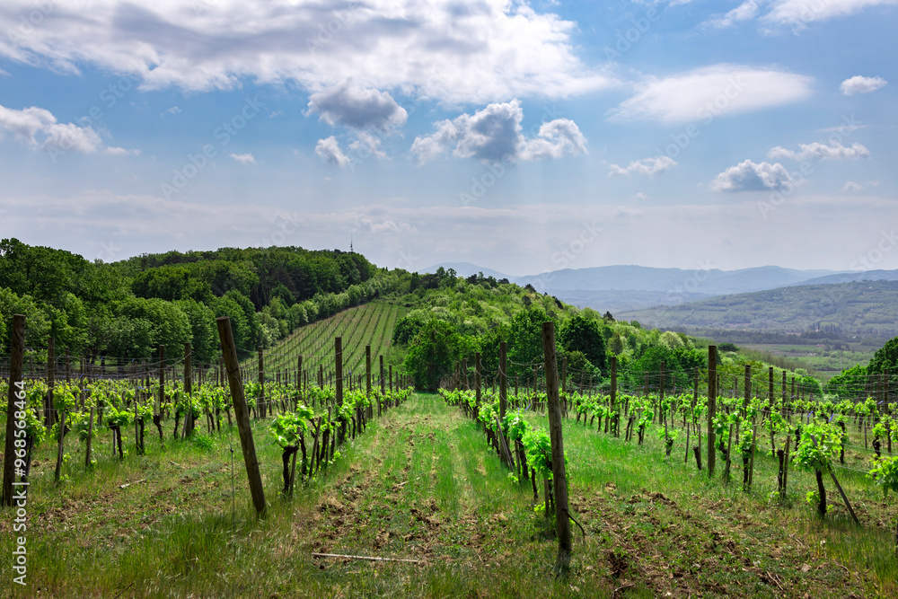 Naklejka premium A vineyard with a cloudy sky in the background