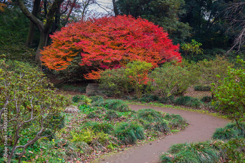 日本の風景・秋　東京都文京区　紅葉の六義園