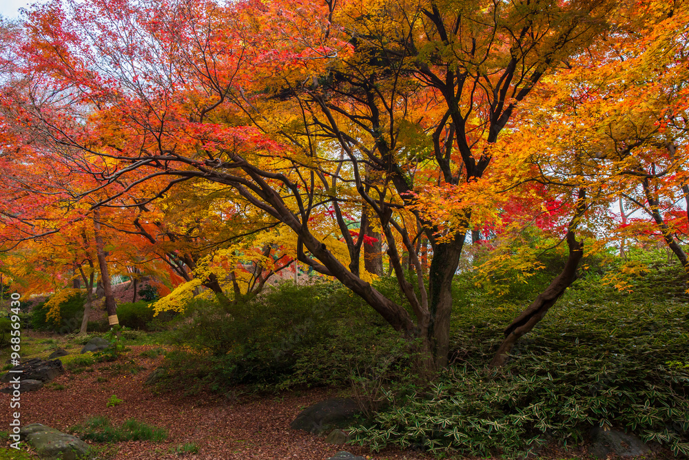 Naklejka premium 日本の風景・秋 東京都文京区 紅葉の六義園