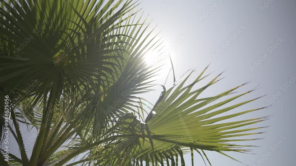Sunlight shining through palm tree leaves on a clear day, creating a tropical and serene atmosphere Sunlight shining through palm tree leaves on a clear day, creating a tropical and serene atmosphere