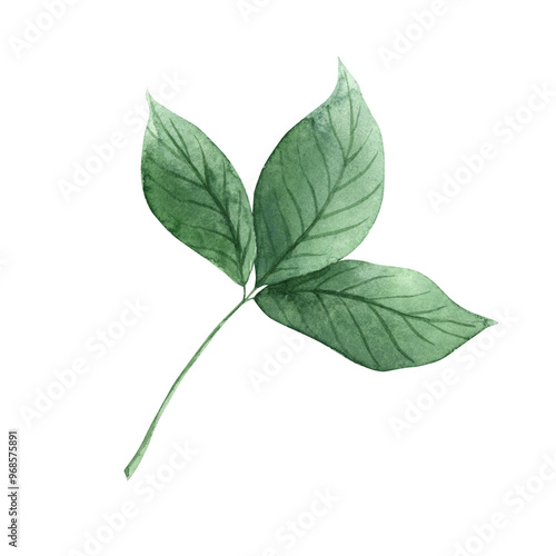 Green branch with leaves of fragrant and aromatic mint. Watercolor illustration is hand-drawn on an isolated background. Suitable for design and packaging of tea and medicine, menu design, postcards