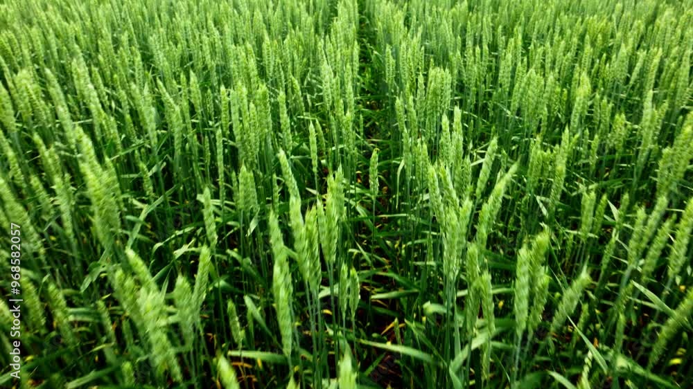 Wheat field thriving in early summer with lush green growth and clear skies Wheat field thriving in early summer with lush green growth and clear skies