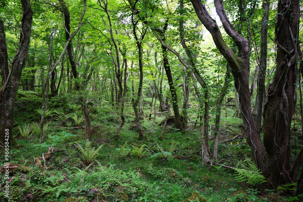 spring primeval forest with mossy old trees and fresh ferns spring primeval forest with mossy old trees and fresh ferns
