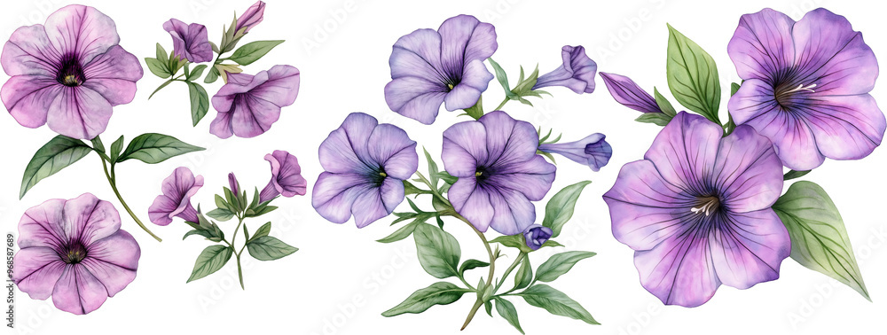 Petunia flowers watercolor illustration Petunia flowers watercolor illustration
