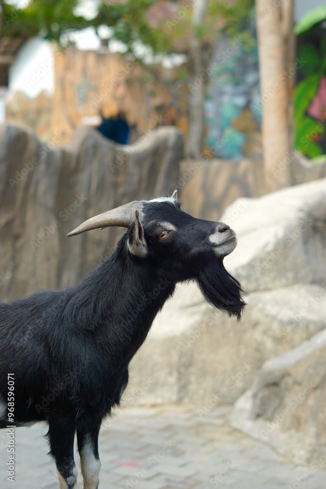 Fototapeta premium Pygmy Goat