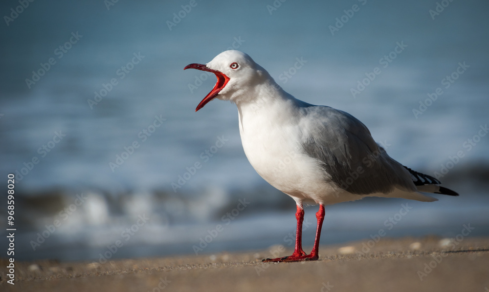 Fototapeta premium Red Billed Gull on beach isolated against out of focus background