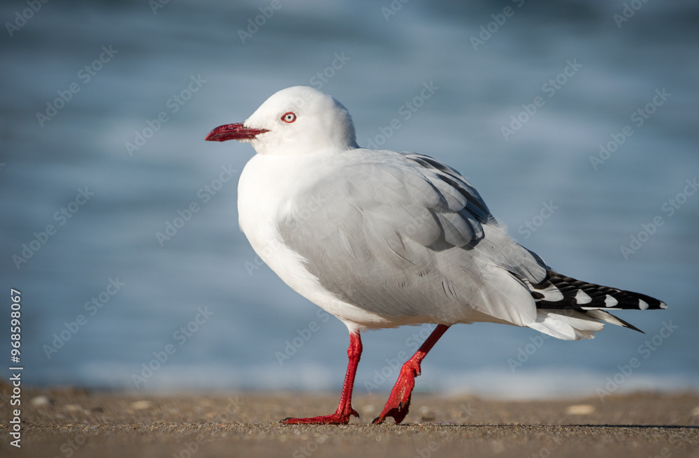 Red Billed Gull on beach isolated against out of focus background Red Billed Gull on beach isolated against out of focus background