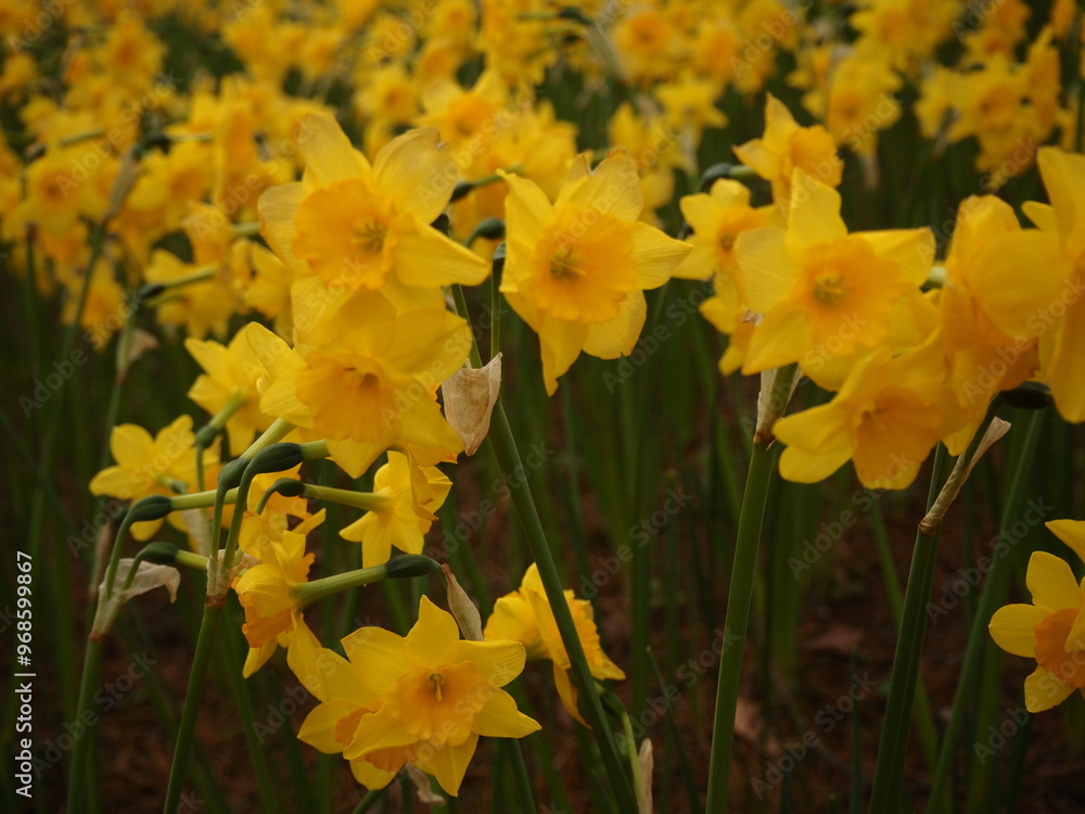 Obraz premium Bright Yellow Daffodils in Spring