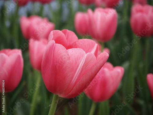 Bright Pink Close-up Tulip in The Garden