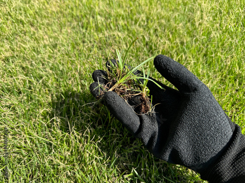 芝生にはえた雑草の駆除