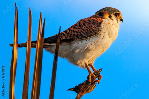 Obraz na płótnie American kestrel (Falco sparverius), Cuba, Trinidad. Selective focus on bird's eye w salonie