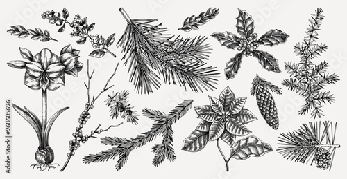 Christmas design elements. Winter plants hand drawn vector illustration. Conifer trees, winter flowers, birds sketches. Vintage botanical drawings on chalkboard. NOT AI generated