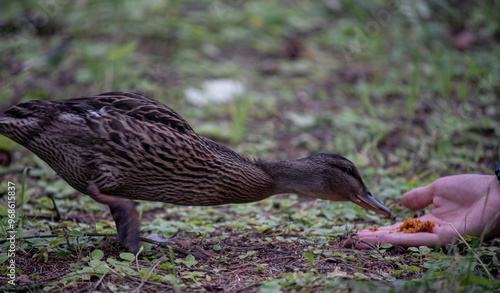 Brown Duck walks in the park next to a pond