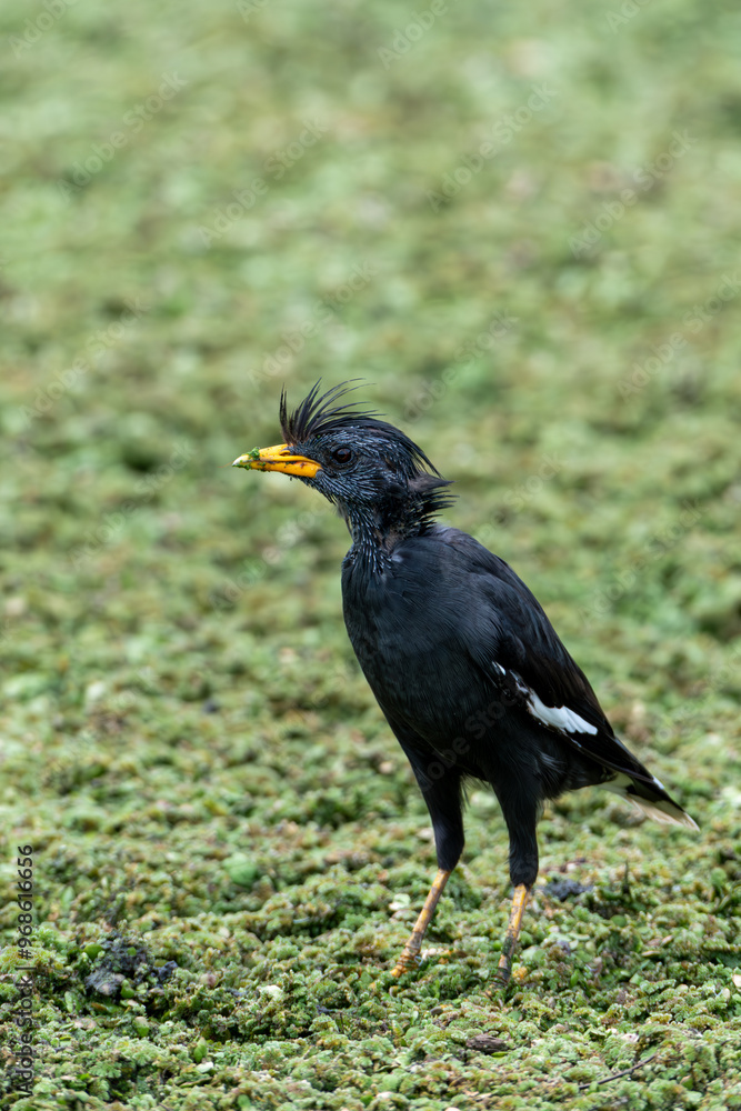 Obraz premium Beautiful Black Myna
