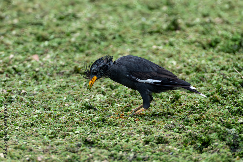 Fototapeta premium Beautiful Black Myna