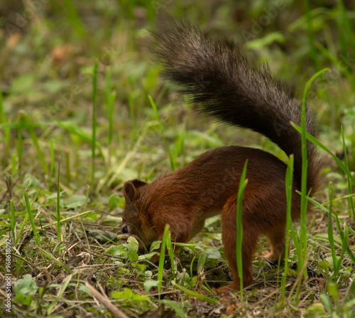 A red squirrel is in the park and eats nuts from hands. Nut is  in the mouth