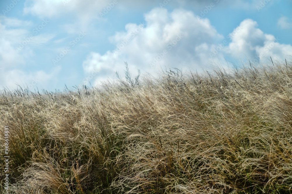 Fototapeta premium Feather-grass true steppe. Northern Black Sea region. The most common is (Stipa lessingiana or Stipa brauneri). Crimea, Kerch Peninsula