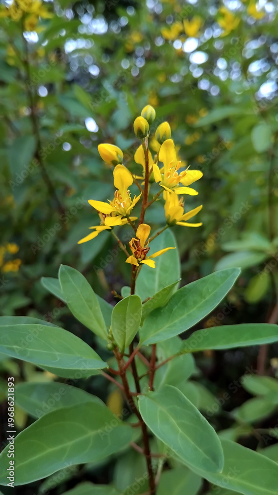 Galphimia gracilis, yellow flowers in the garden Galphimia gracilis, yellow flowers in the garden