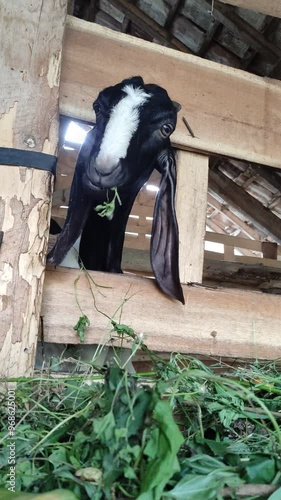 Goats eat hay or grass on the farm. Goats eat fresh hay or grass. Sacrifices on Eid al-Adha. Goat farm. 