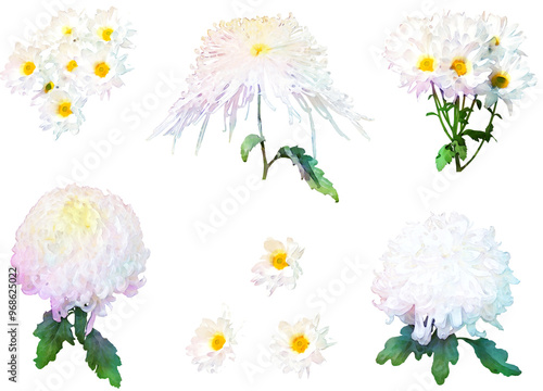 秋の花-菊のイラスト素材セット2（白）