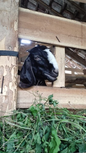 Goats eat hay or grass on the farm. Goats eat fresh hay or grass. Sacrifices on Eid al-Adha. Goat farm. 