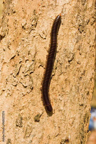 Millipede Spirostreptida, Parilis from the rainforest of Vietnam. photo