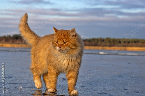 Red-haired village cat walks on thin ice (is fish frozen) Northern River is only partially freeze-up, ice setting. But animals have special sense of danger. Embodied confidence, fearlessness concept photo