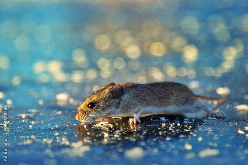 The Mouse year. Mice, voles cross the river on ice, winter migration in case of food shortage The Mouse year. Mice, voles cross the river on ice, winter migration in case of food shortage