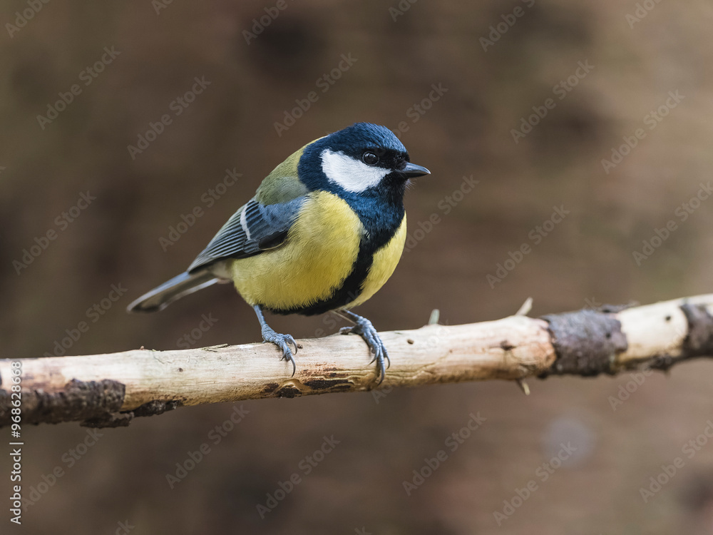 Close-up of great tit perching on branch Close-up of great tit perching on branch