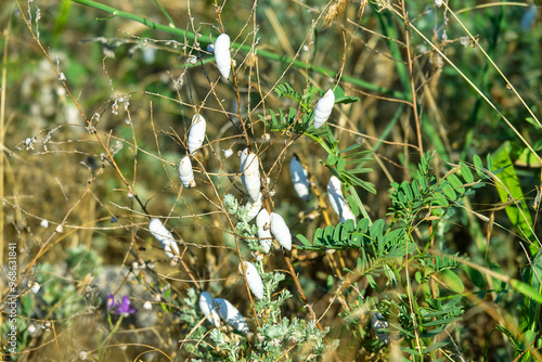 Malacology. Snails have attached themselves massively to the grass in prospect of rain. Crimean land snail ((Brephulopsis cylindrica (White form)) from Feodosia, the southern coast of Crimea photo