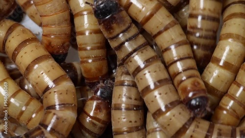 Giant Mealworms, Zophobas morio.
These are used as pet food and they also have the ability to eat and digest some plastic such as polystyrene or polyethylene. photo