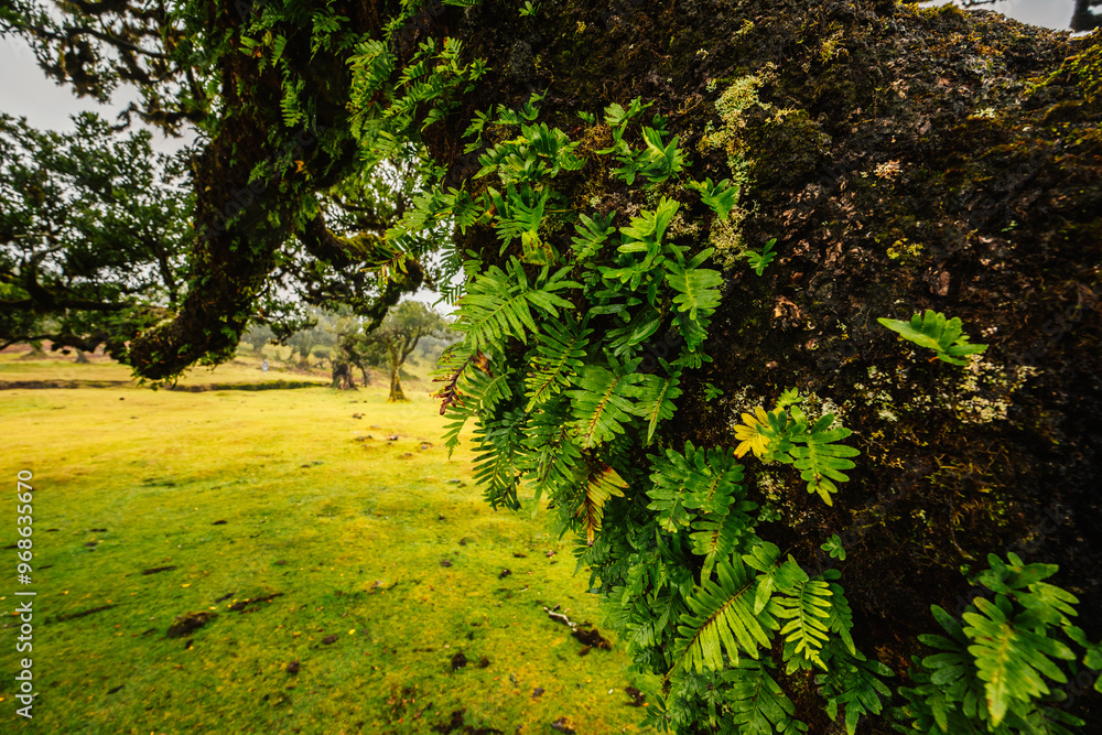 Fanal Forest. Misty forest in Fanal. Old laurel tree in laurel tree forest in madeira in Portugal Fanal Forest. Misty forest in Fanal. Old laurel tree in laurel tree forest in madeira in Portugal
