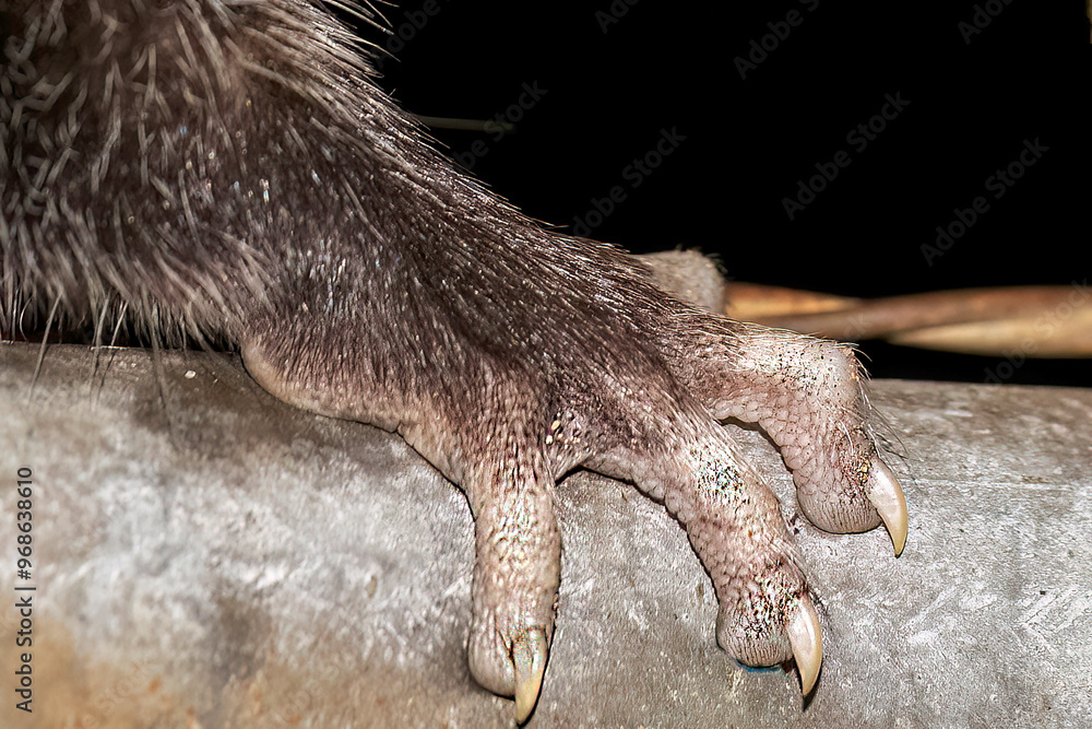 Fototapeta premium Virginia opossum (Didelphis virginiana) leg detail
