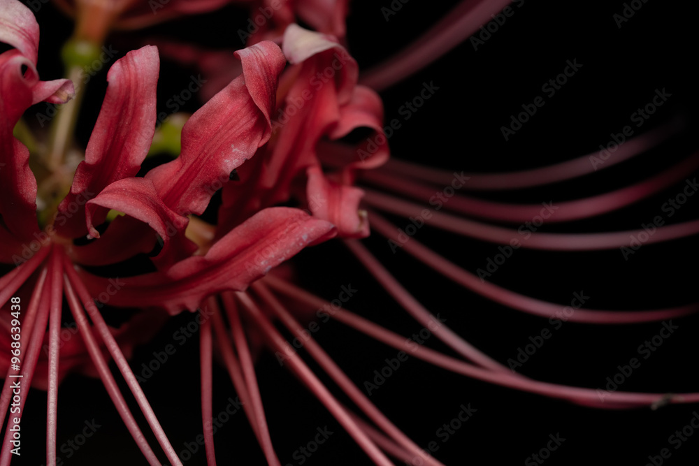 Naklejka premium Lycoris radiata