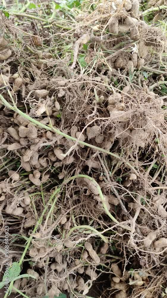 Harvesting peanut in the field. Pulling peanut. Agriculture. Farming food production.