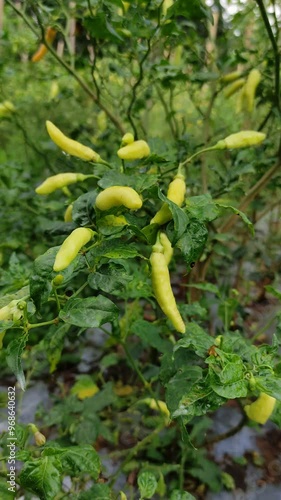 Natural pepper plant with green leaves growing on farm. Growing Pepper plant growing. Capsicum flower. Chili fruit. Chili farm.