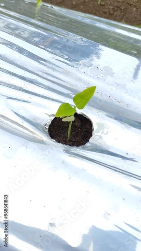 Natural pepper plant with green leaves growing on farm. Growing Pepper plant growing. Capsicum flower. Chili fruit. Chili farm.