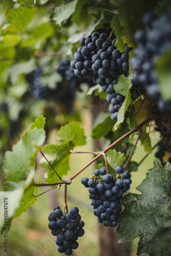 Close-up of black grapes growing on vine at vineyard photo